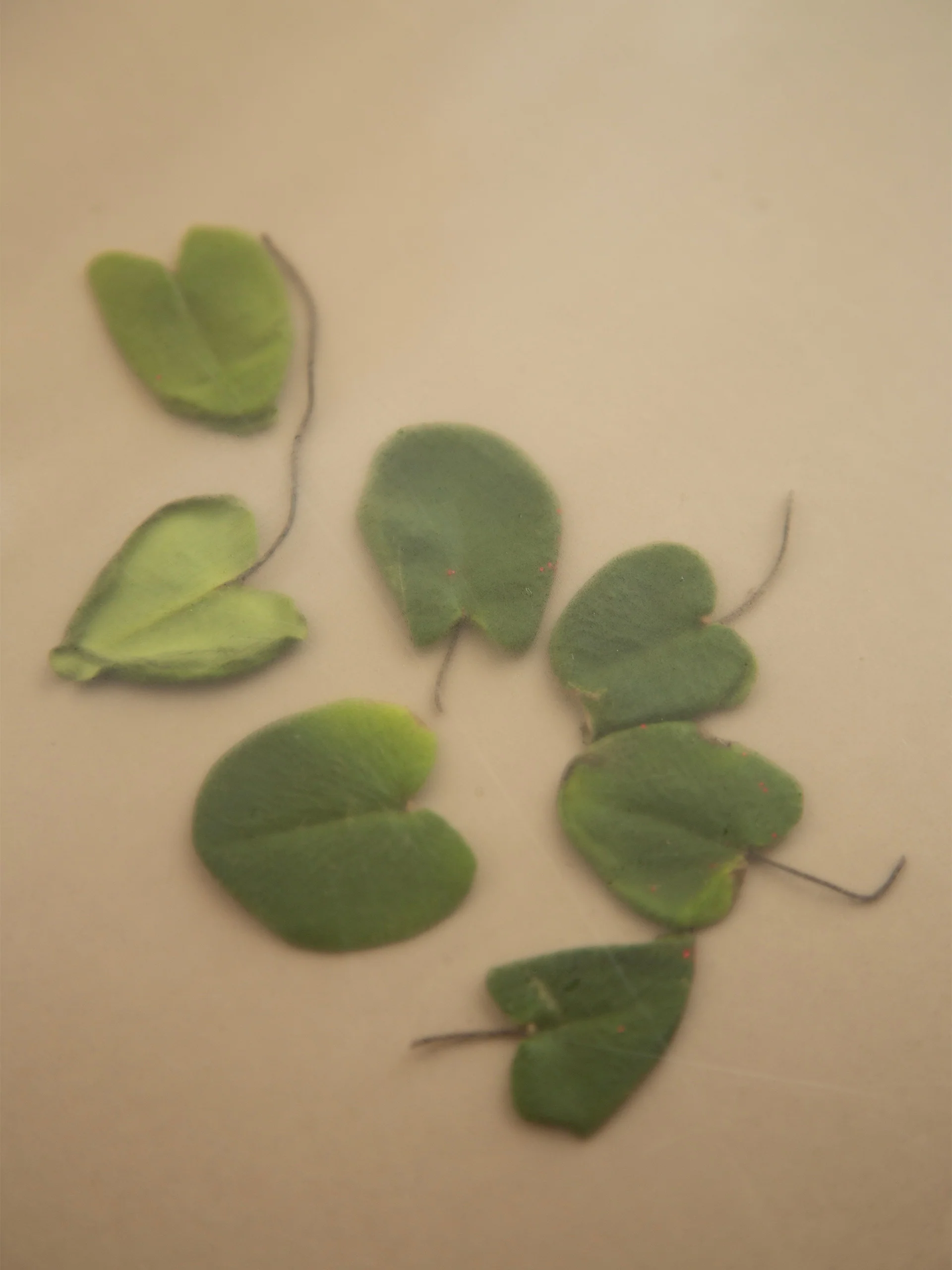 HYEJA Heartleaf Niacinamide Calming Serum - Image 5