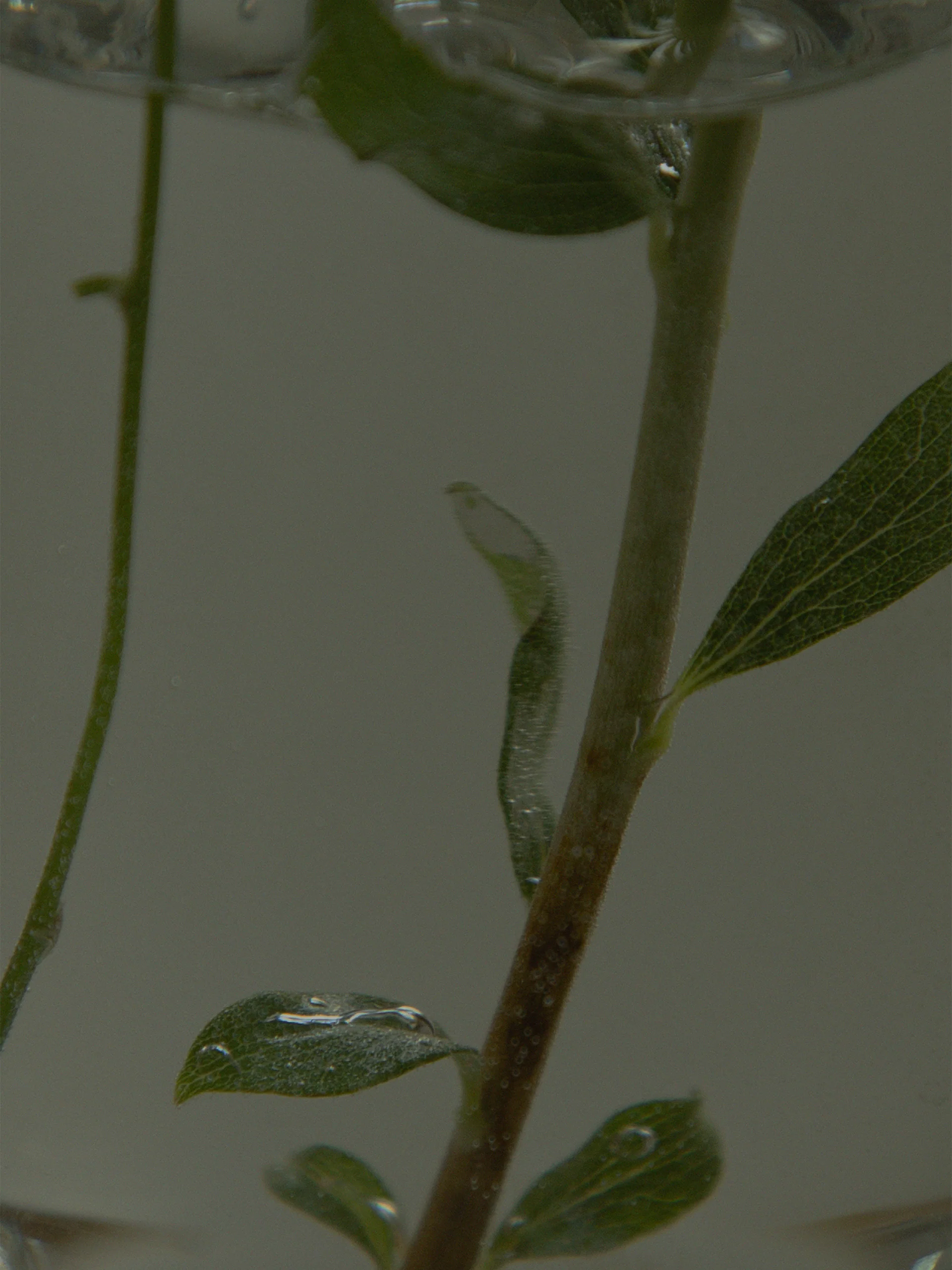 HYEJA Heartleaf Niacinamide Calming Serum - Image 7